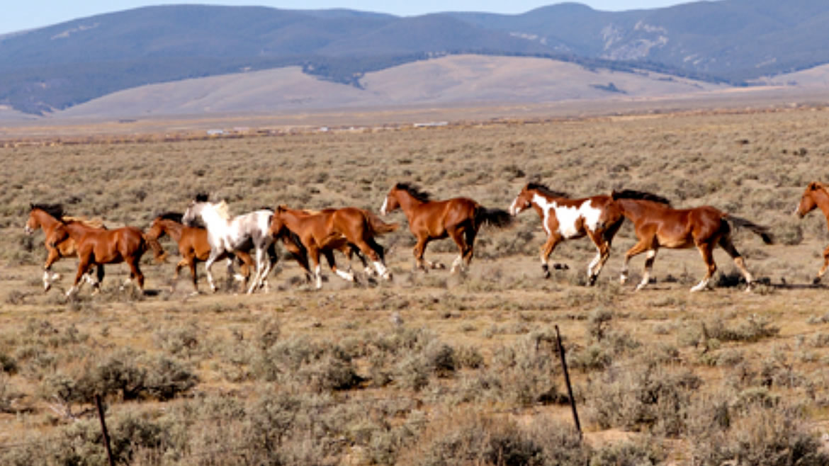 Wild horses running in desert